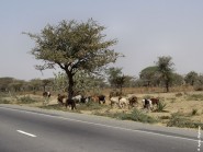 S-on teh road_cows
